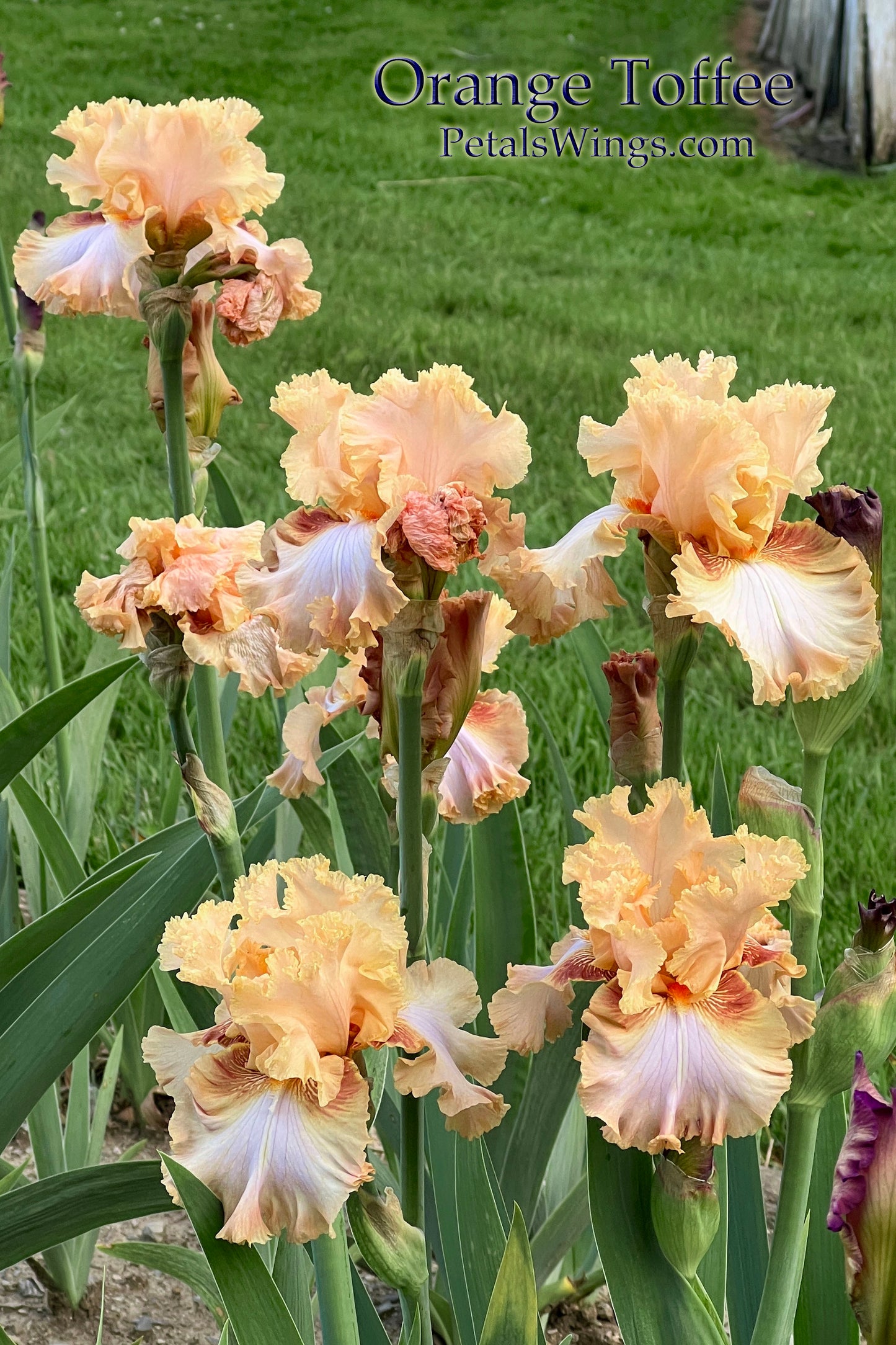 ORANGE TOFFEE 2011 TB- Reblooming