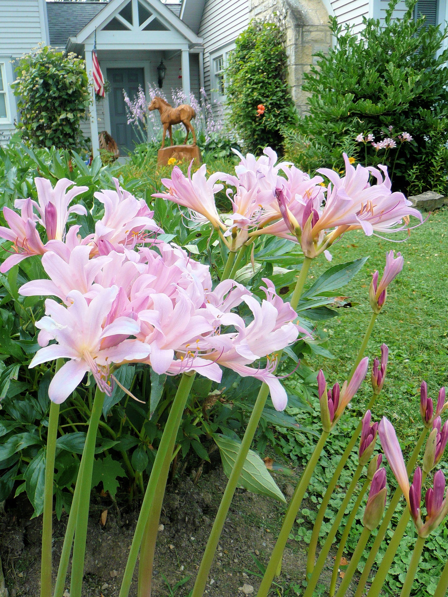 Magic Lily, Surprise Lily, Naked Ladies
