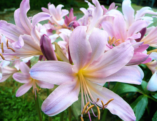 Magic Lily, Surprise Lily, Naked Ladies