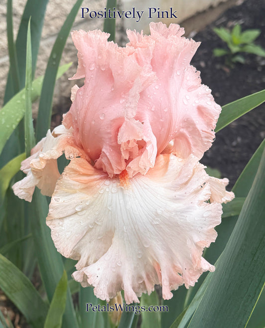 POSITIVELY PINK - 2023 - TB - Fragrant
