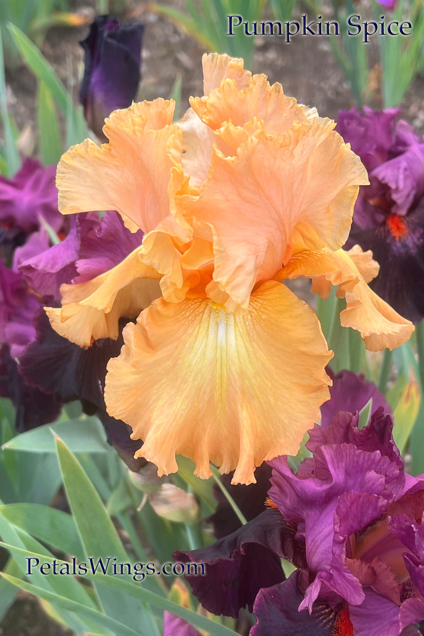 PUMPKIN SPICE- 2018 TB-Fragrant