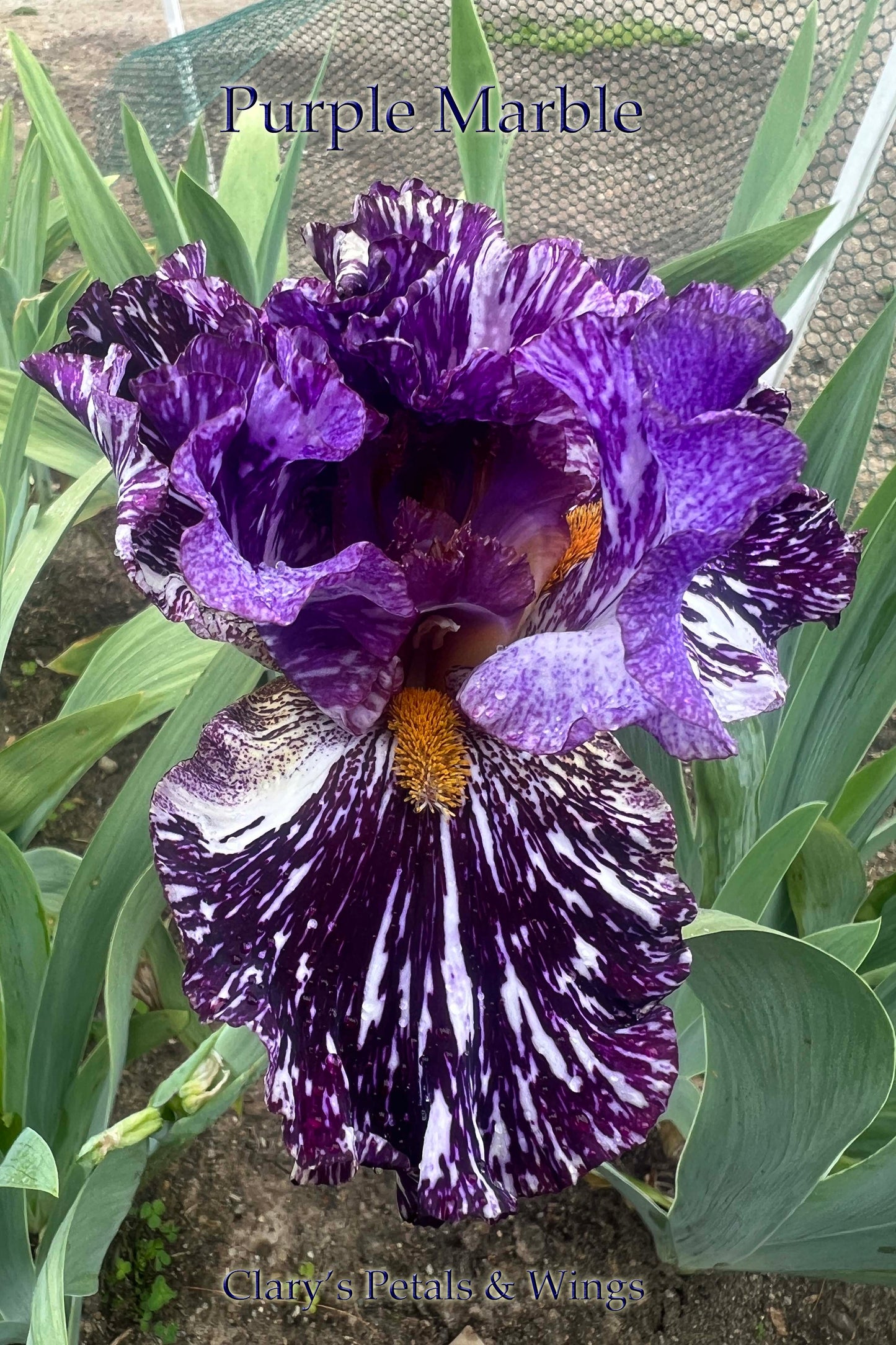 PURPLE MARBLE -2021 TB-Fragrant