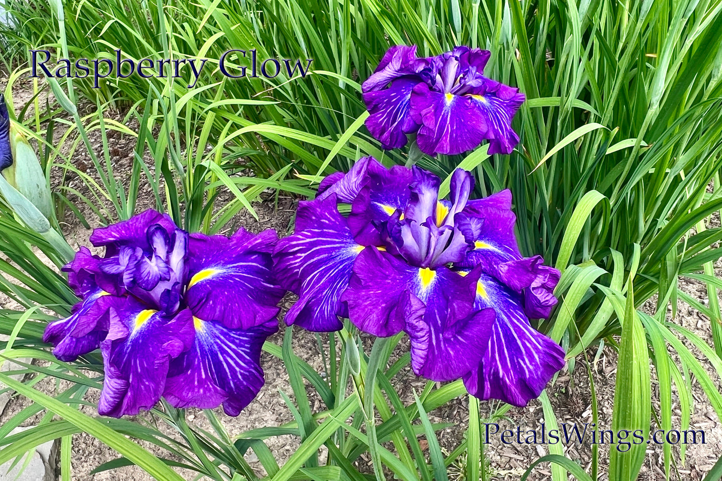 Raspberry Glow- 1992 Ensata Japanese