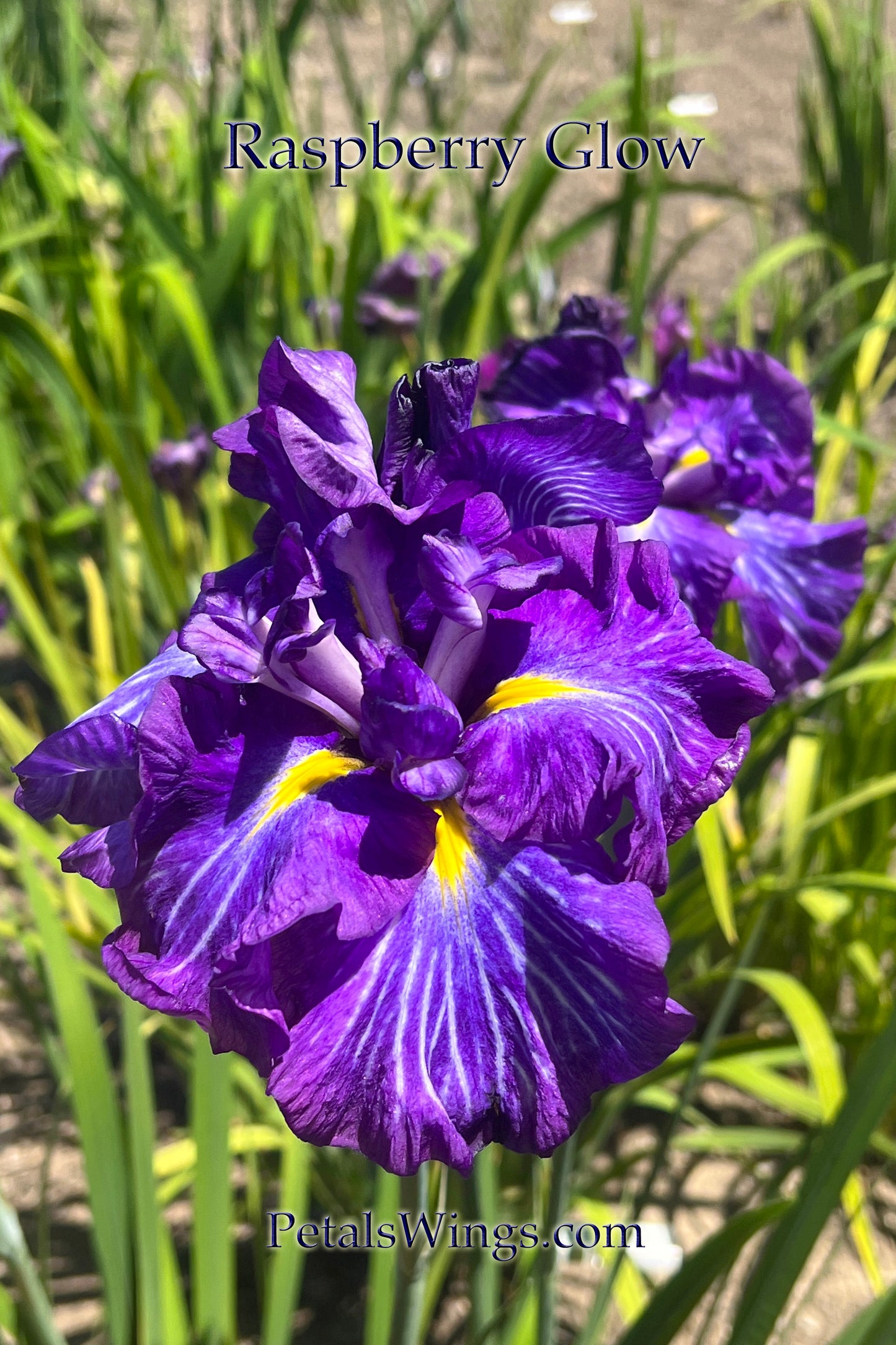 Raspberry Glow- 1992 Ensata Japanese