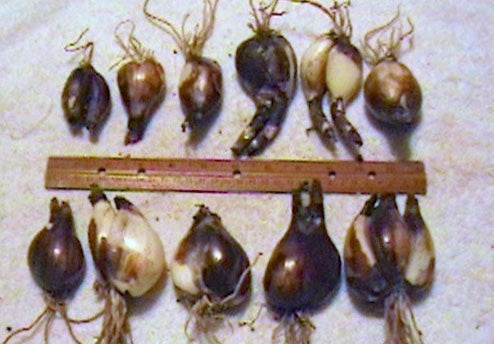 Magic Lily, Surprise Lily, Naked Ladies