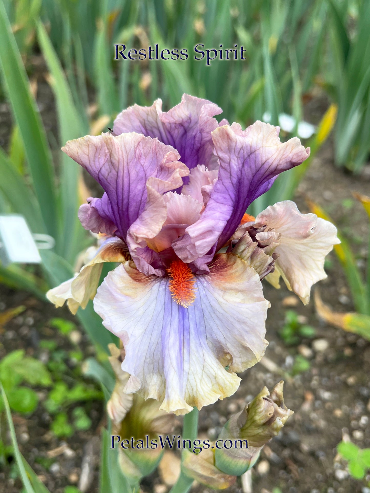 RESTLESS SPIRIT 2017 TB