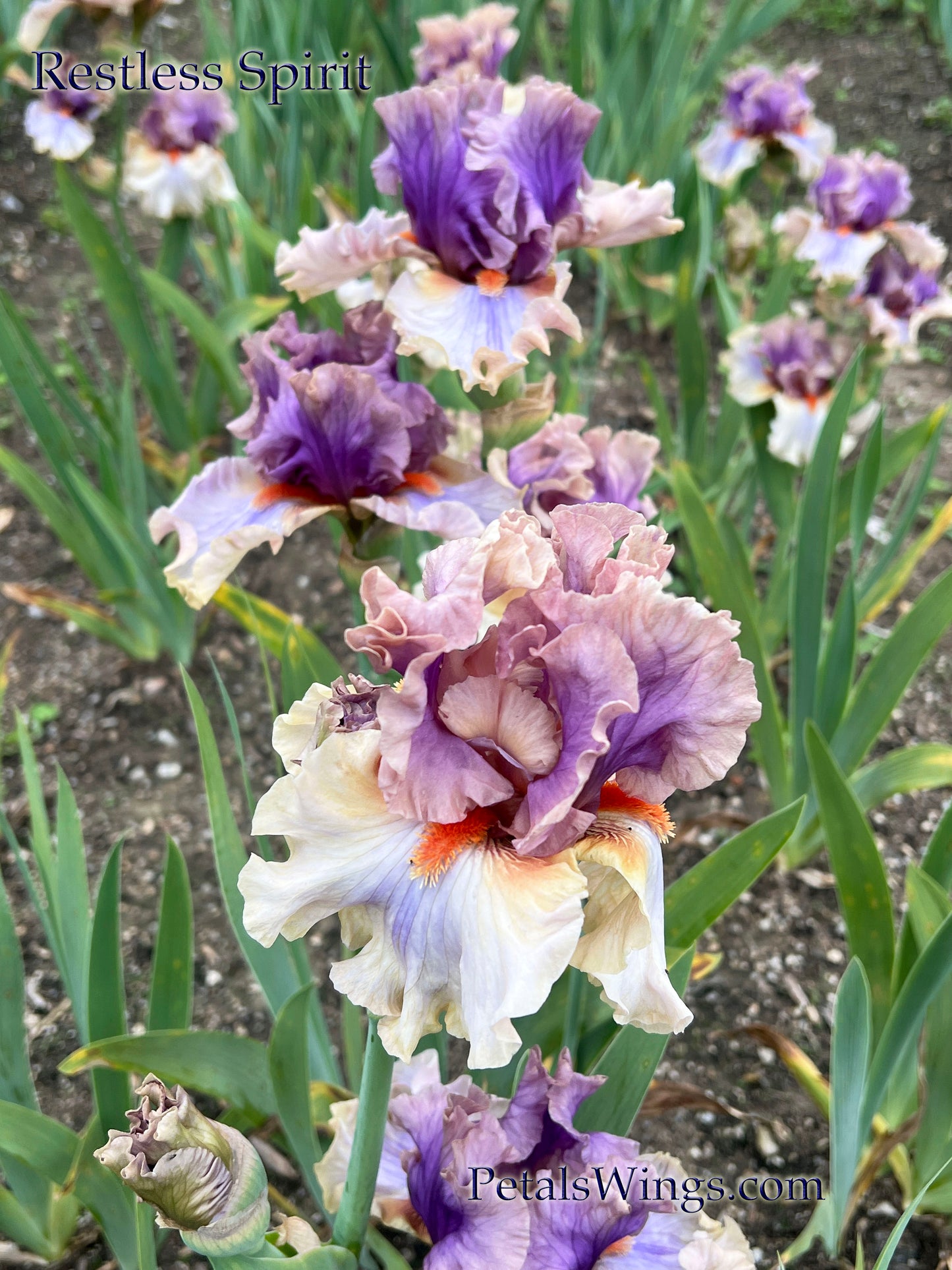 RESTLESS SPIRIT 2017 TB