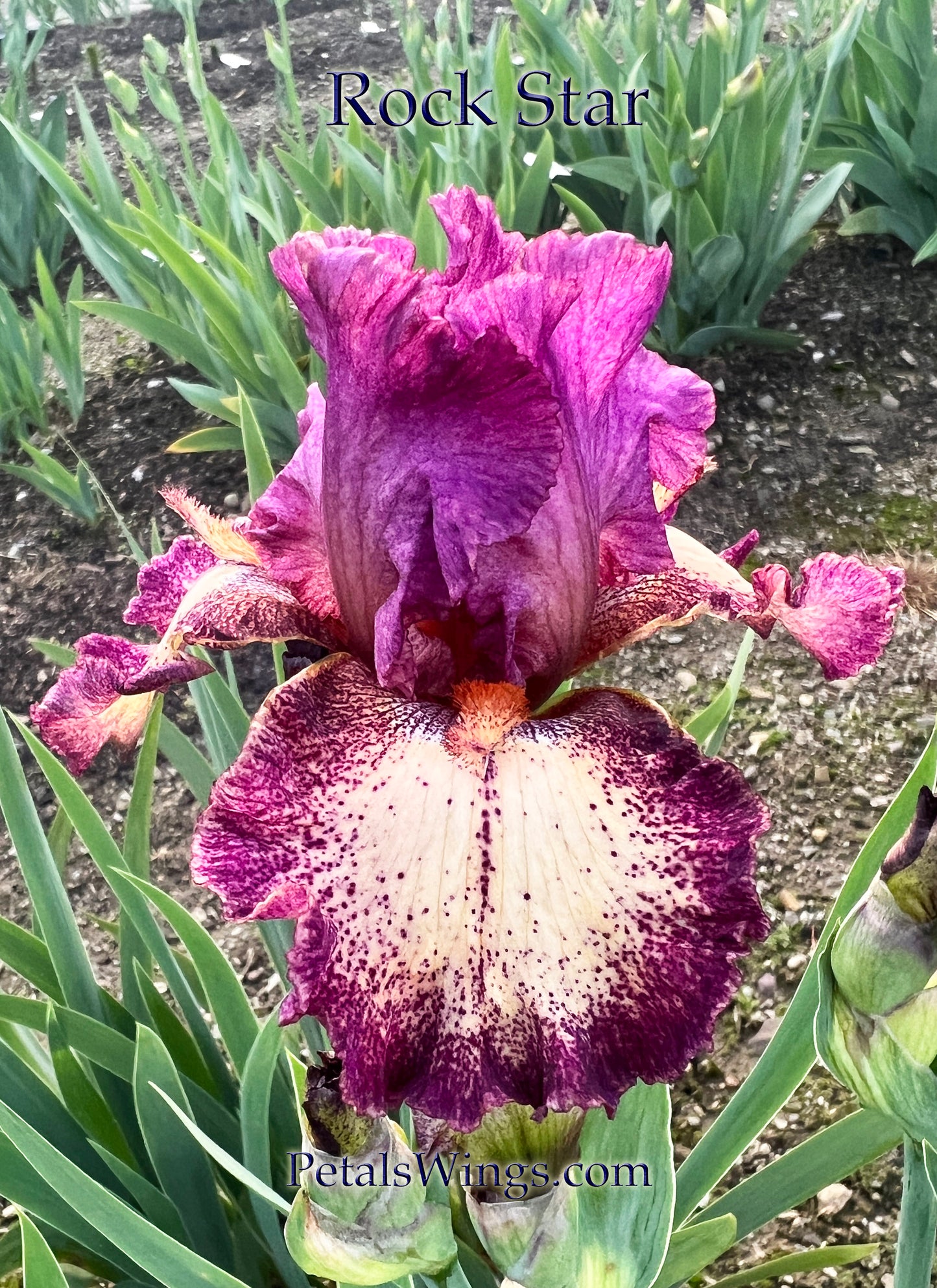 ROCK STAR - 1990 - TB - Reblooming & Fragrant