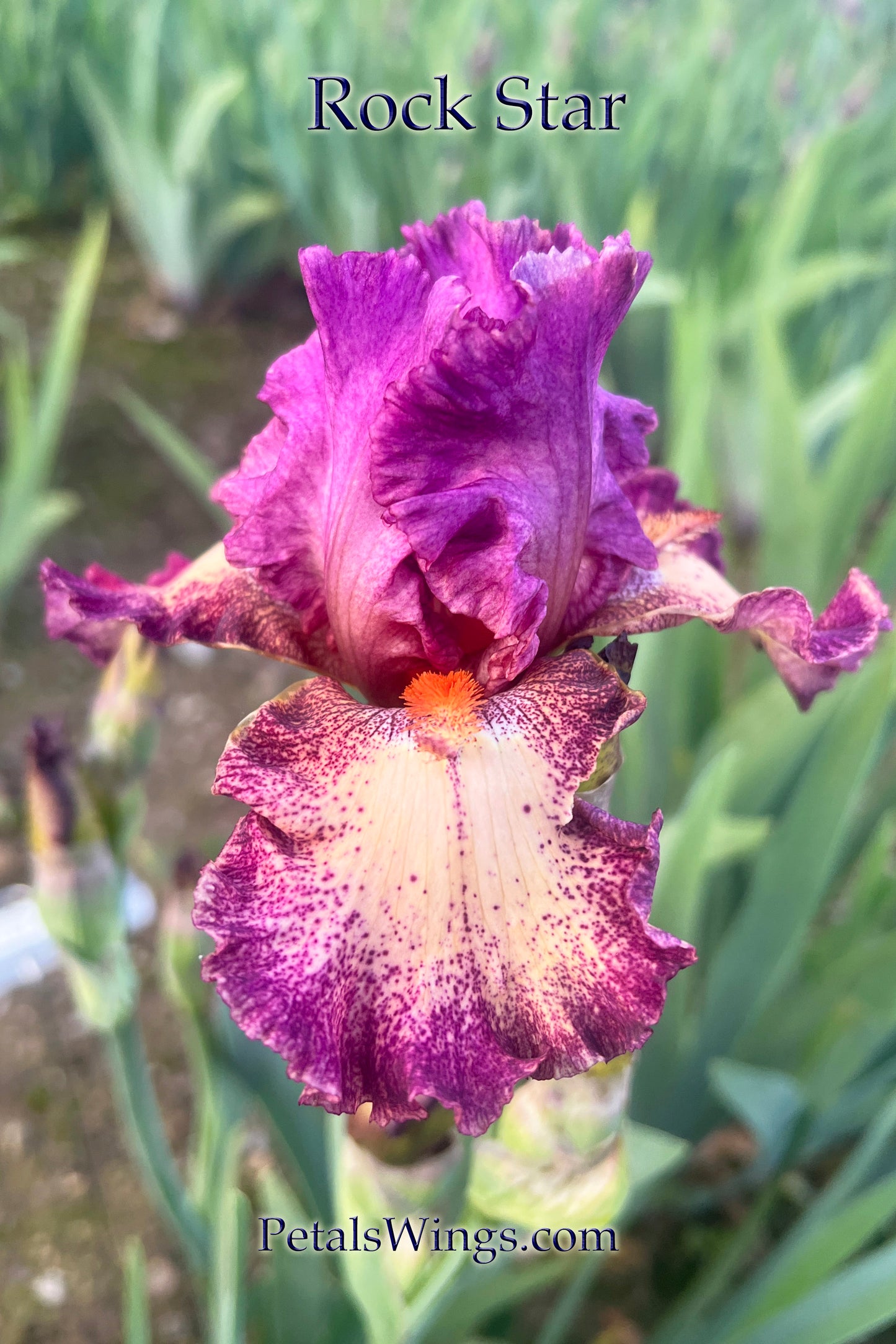 ROCK STAR - 1990 - TB - Reblooming & Fragrant