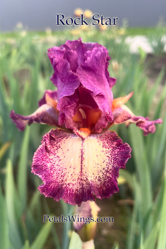 ROCK STAR - 1990 - TB - Reblooming & Fragrant