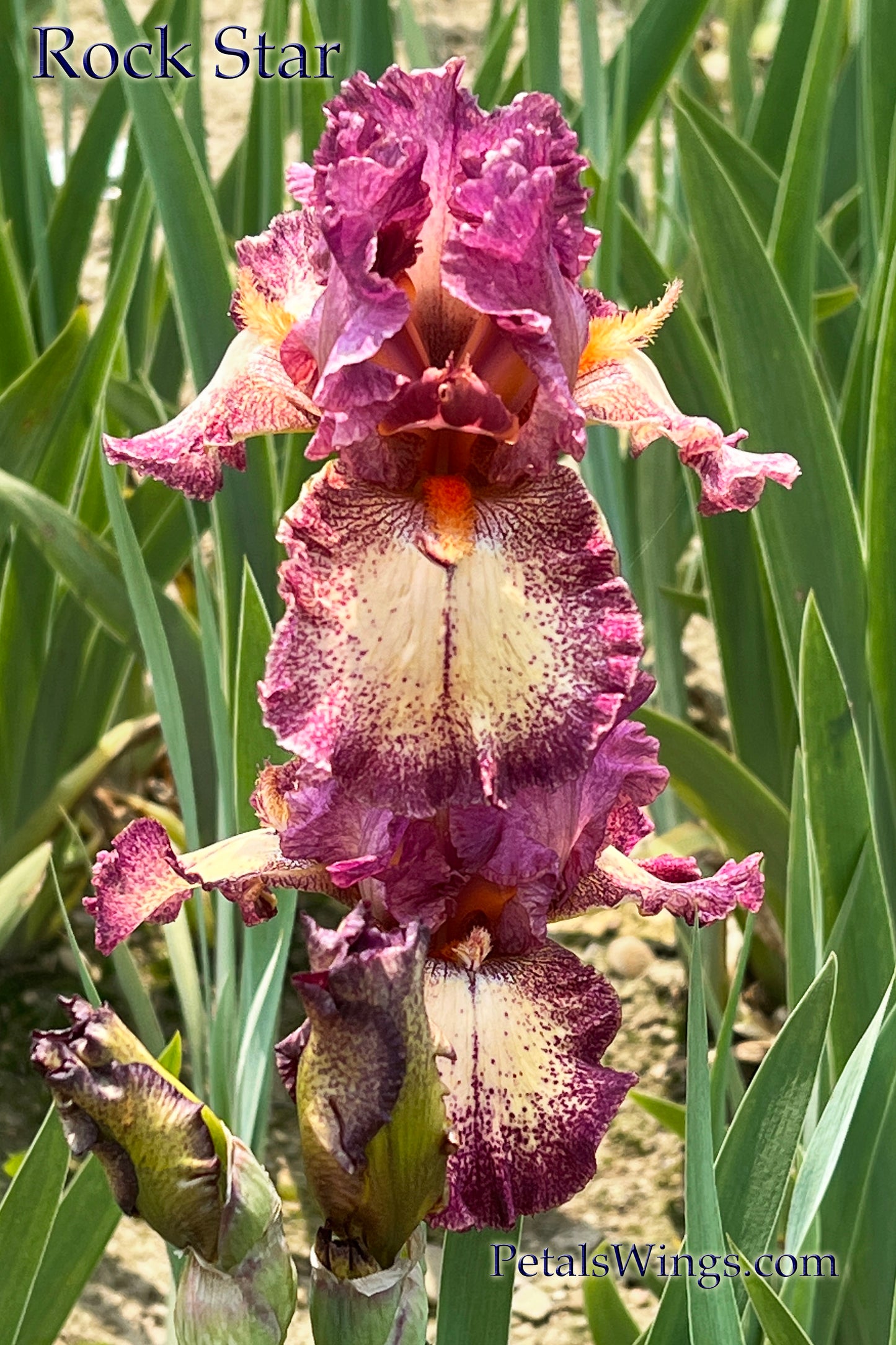 ROCK STAR - 1990 - TB - Reblooming & Fragrant