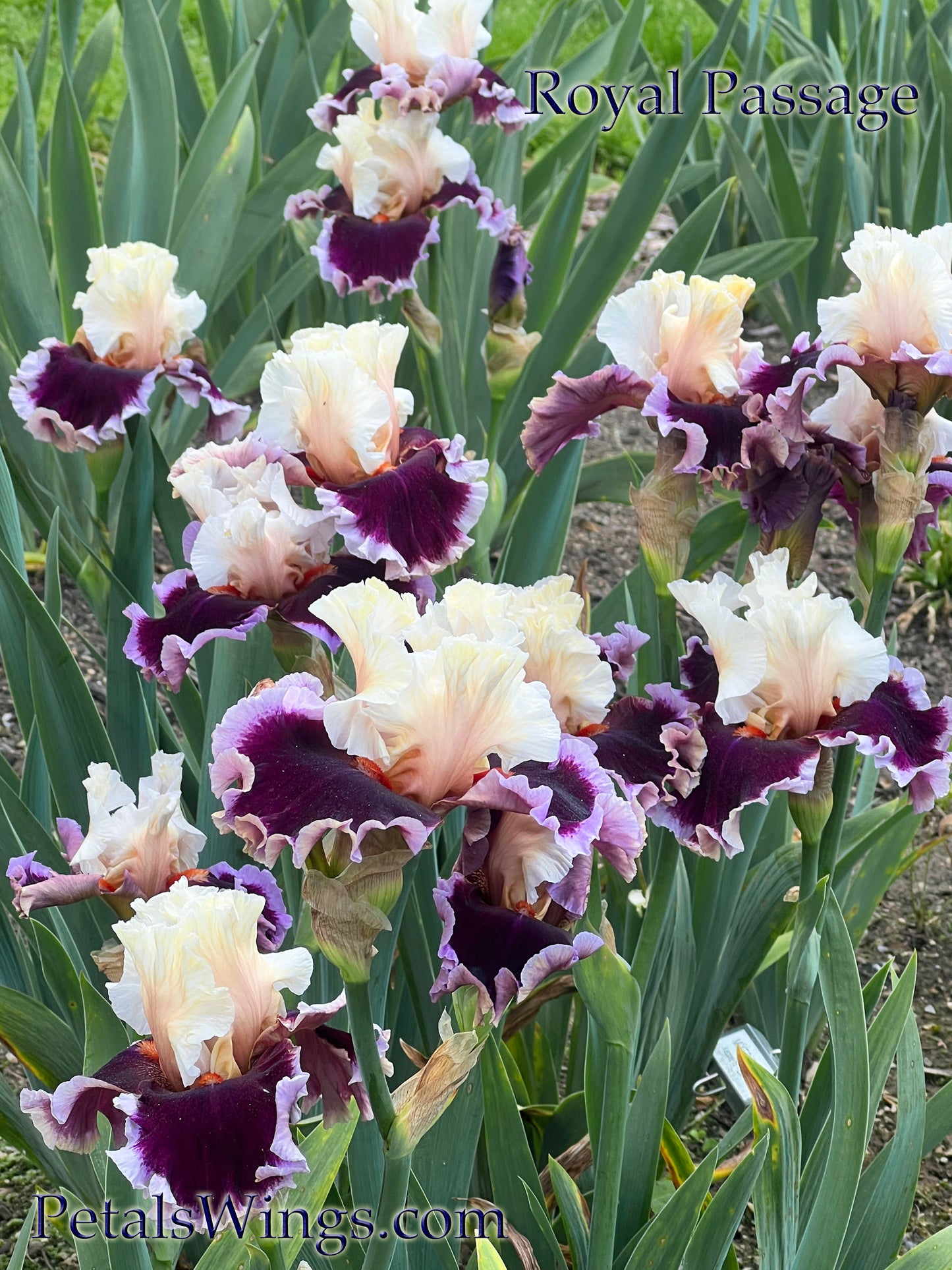 ROYAL PASSAGE - 2019 - TB