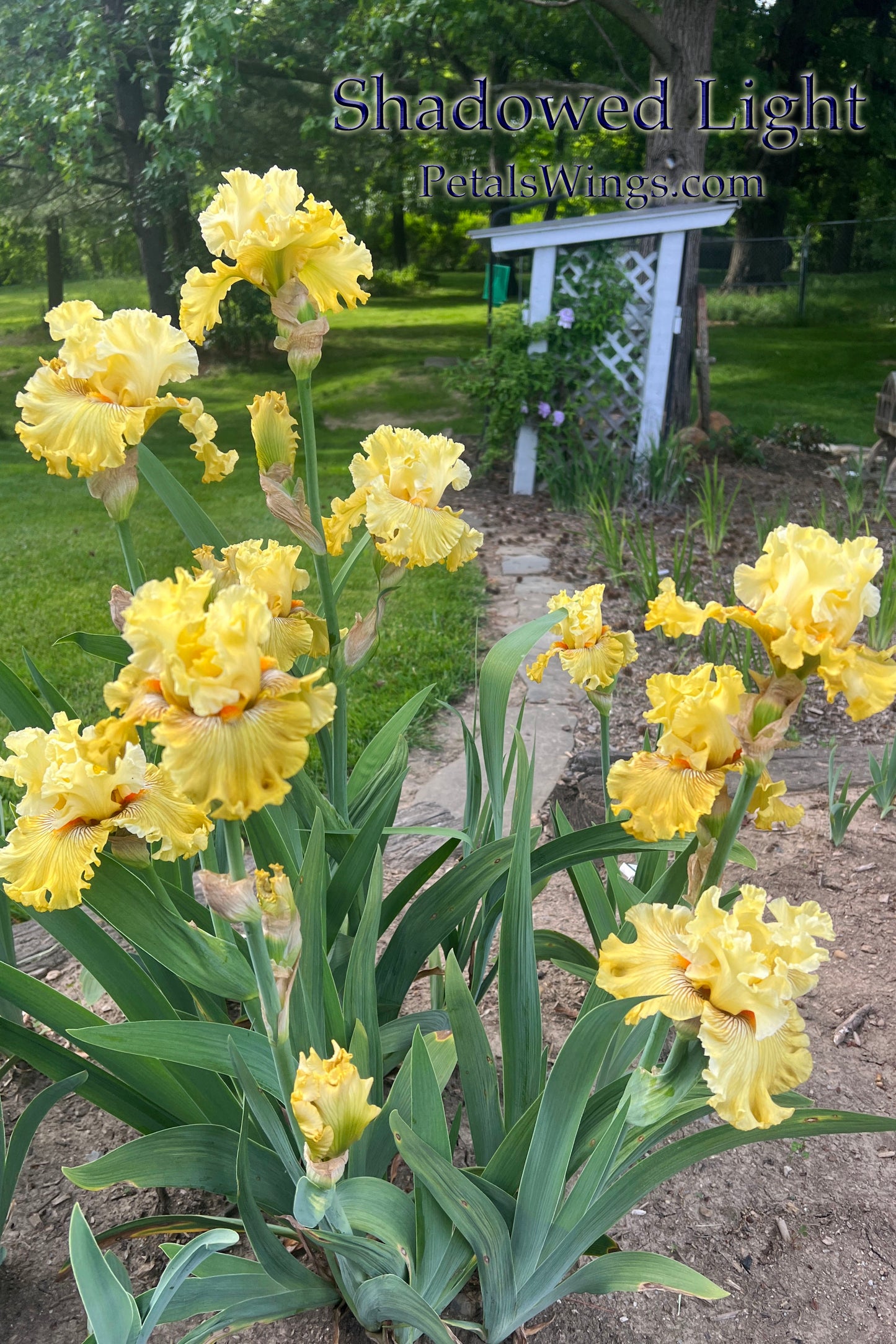 SHADOWED LIGHT - 2018 - TB