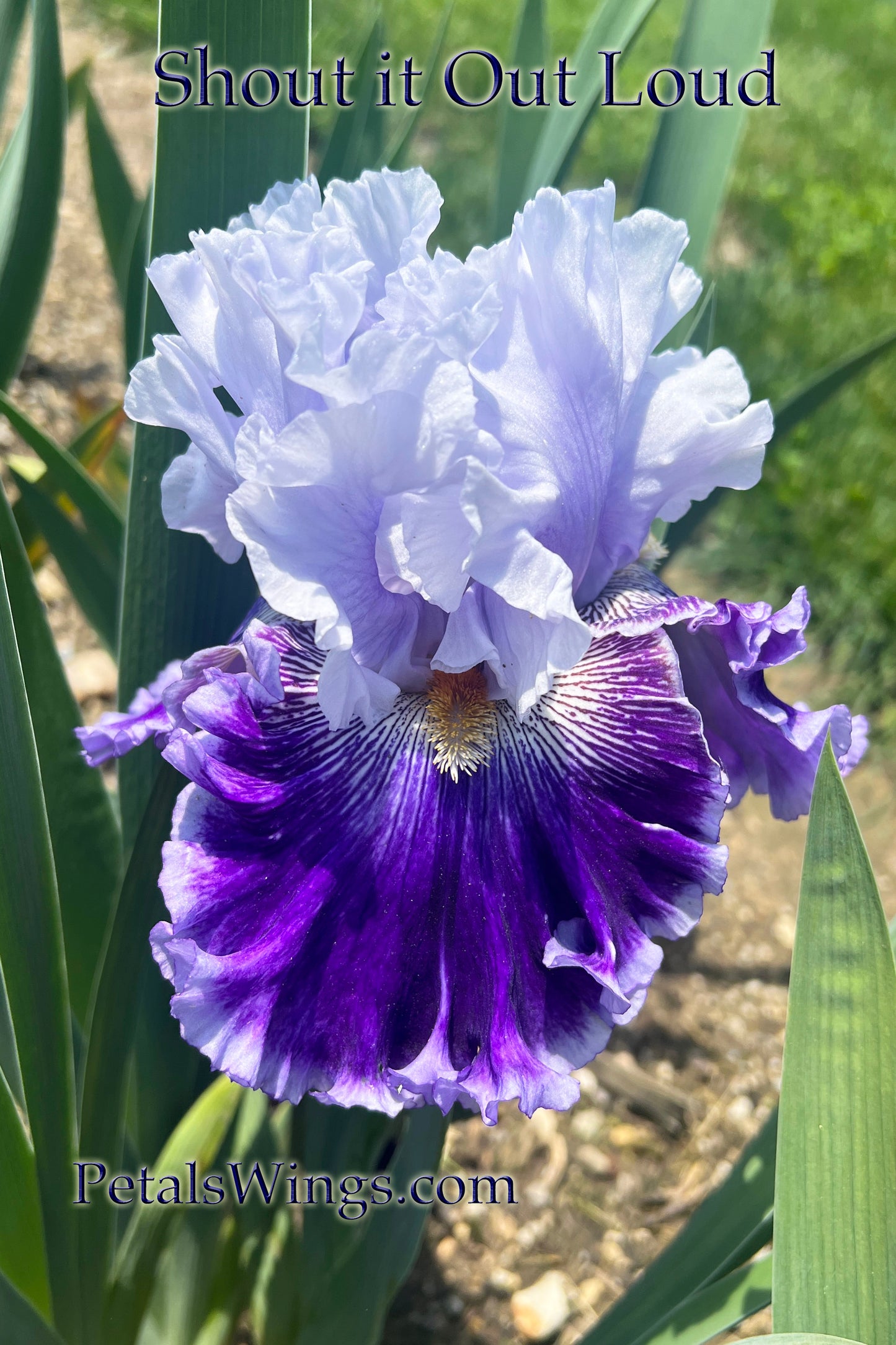 SHOUT IT OUT LOUD - 2021 - TB