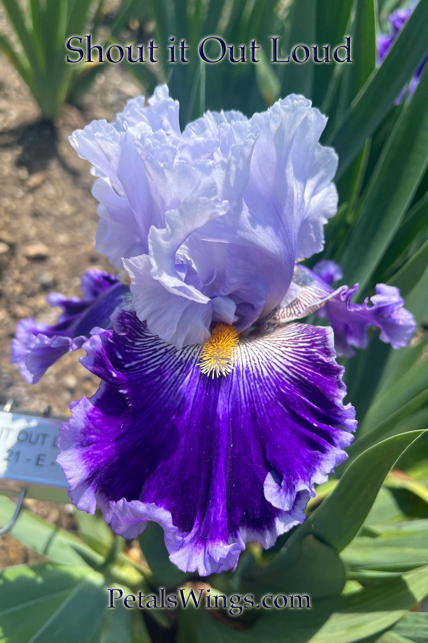 SHOUT IT OUT LOUD - 2021 - TB