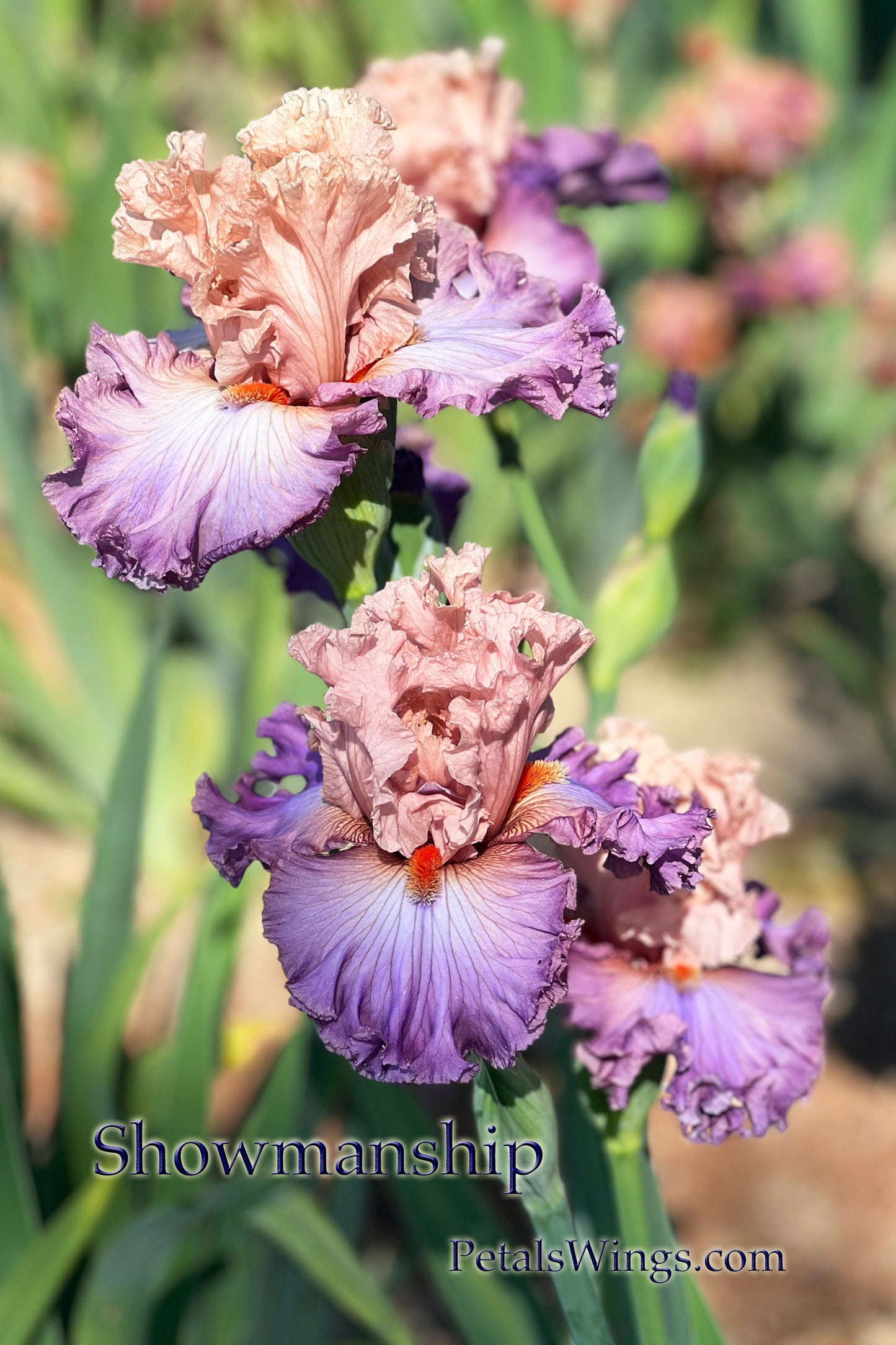 SHOWMANSHIP - 2021 - TB