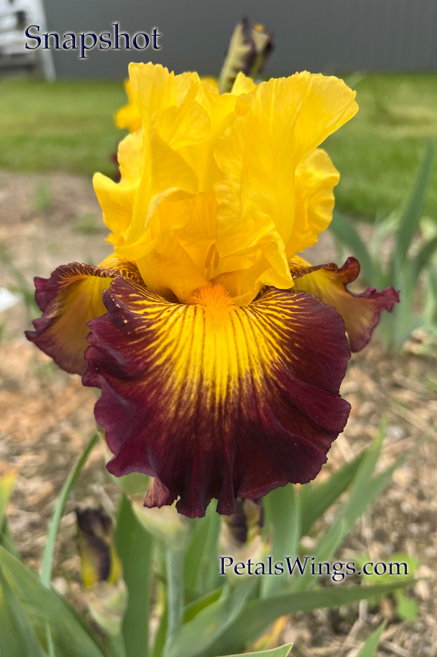 SNAPSHOT- 2007 - TB - Fragrant