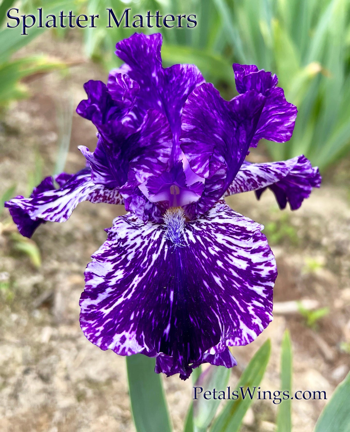 SPLATTER MATTERS - 2009 - TB - Fragrant