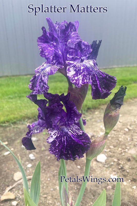SPLATTER MATTERS - 2009 - TB - Fragrant