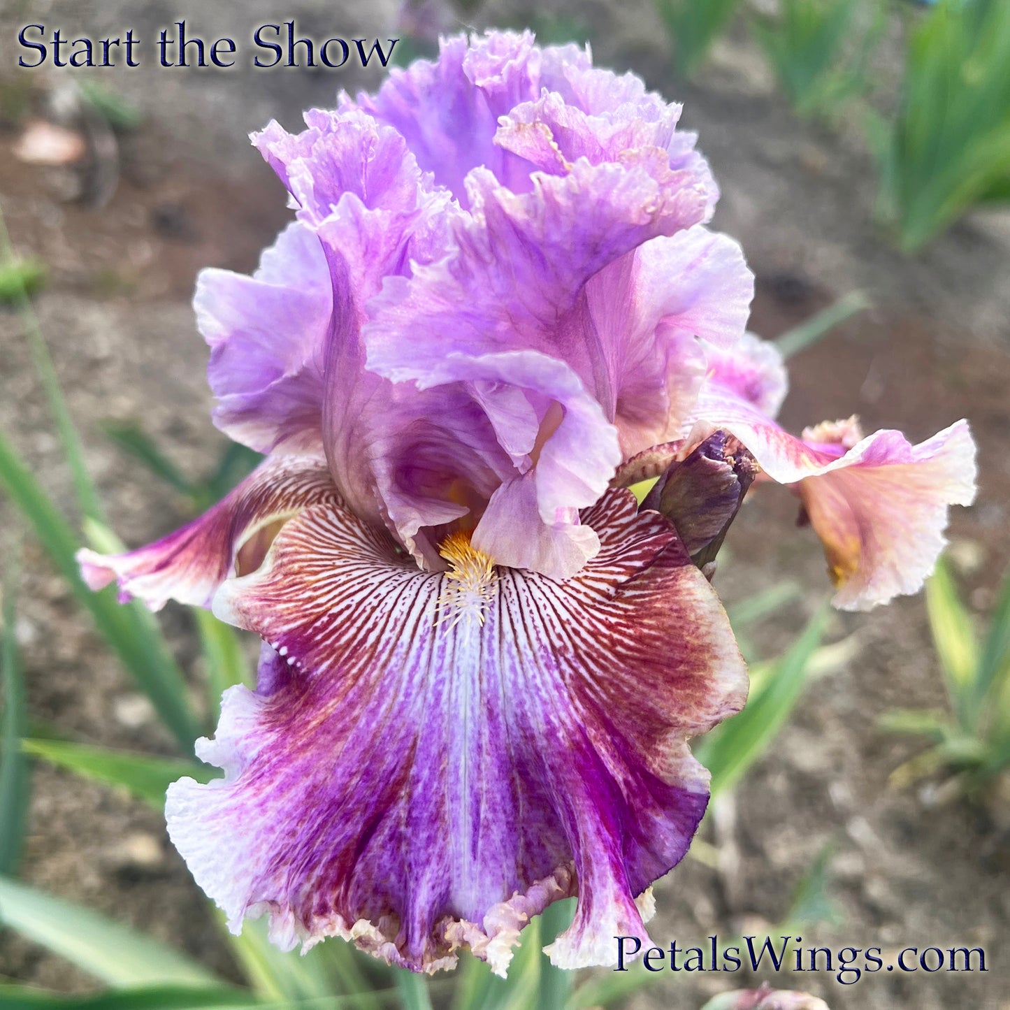 START THE SHOW - 2021 - TB - Fragrant