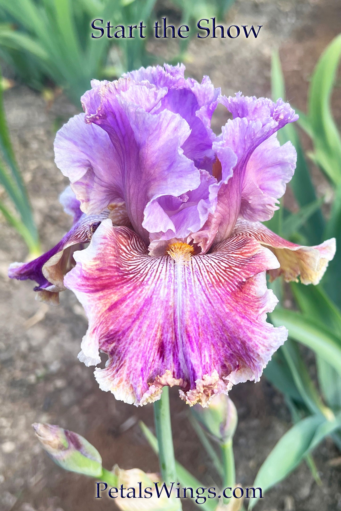 START THE SHOW - 2021 - TB - Fragrant