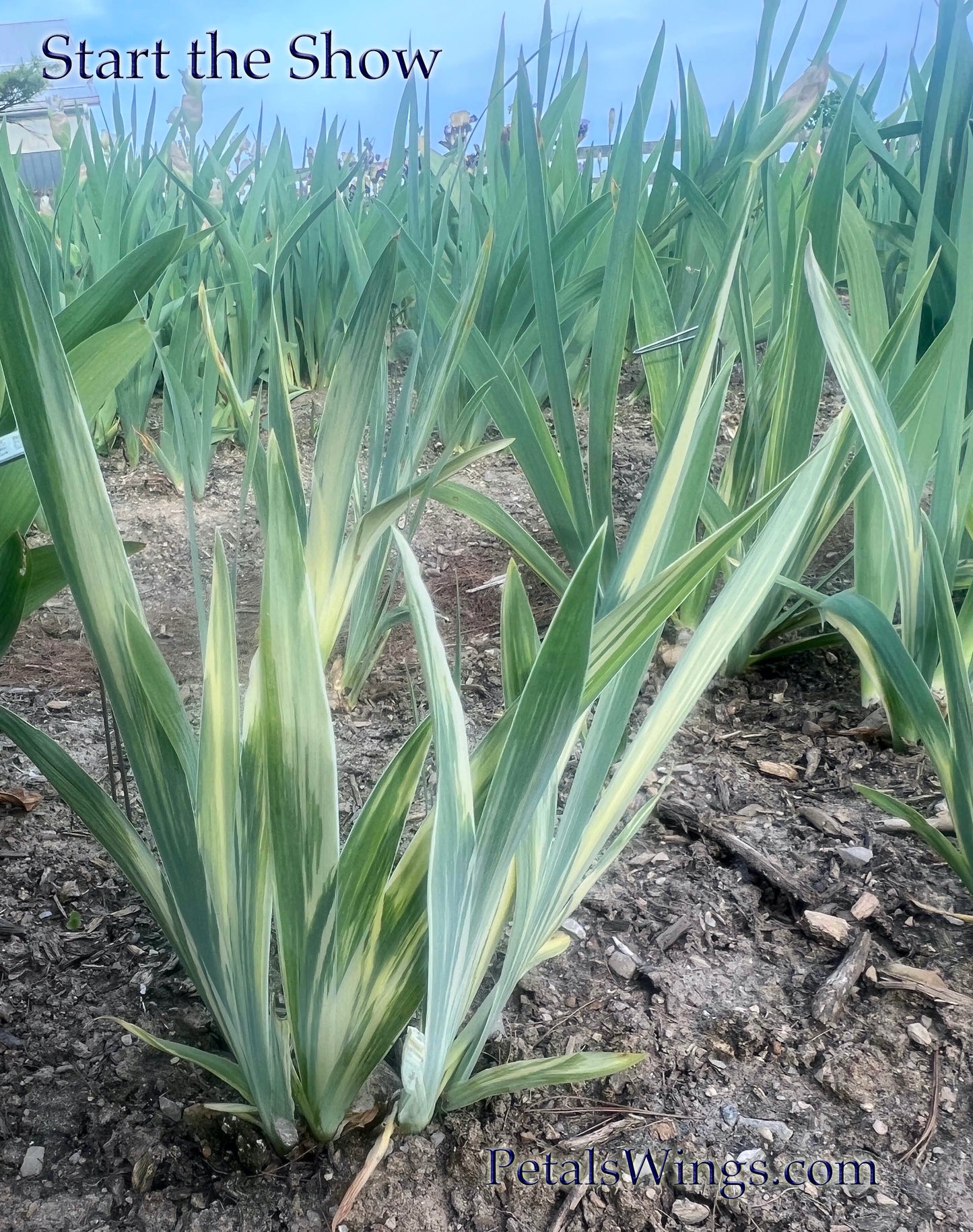 START THE SHOW - 2021 - TB - Fragrant