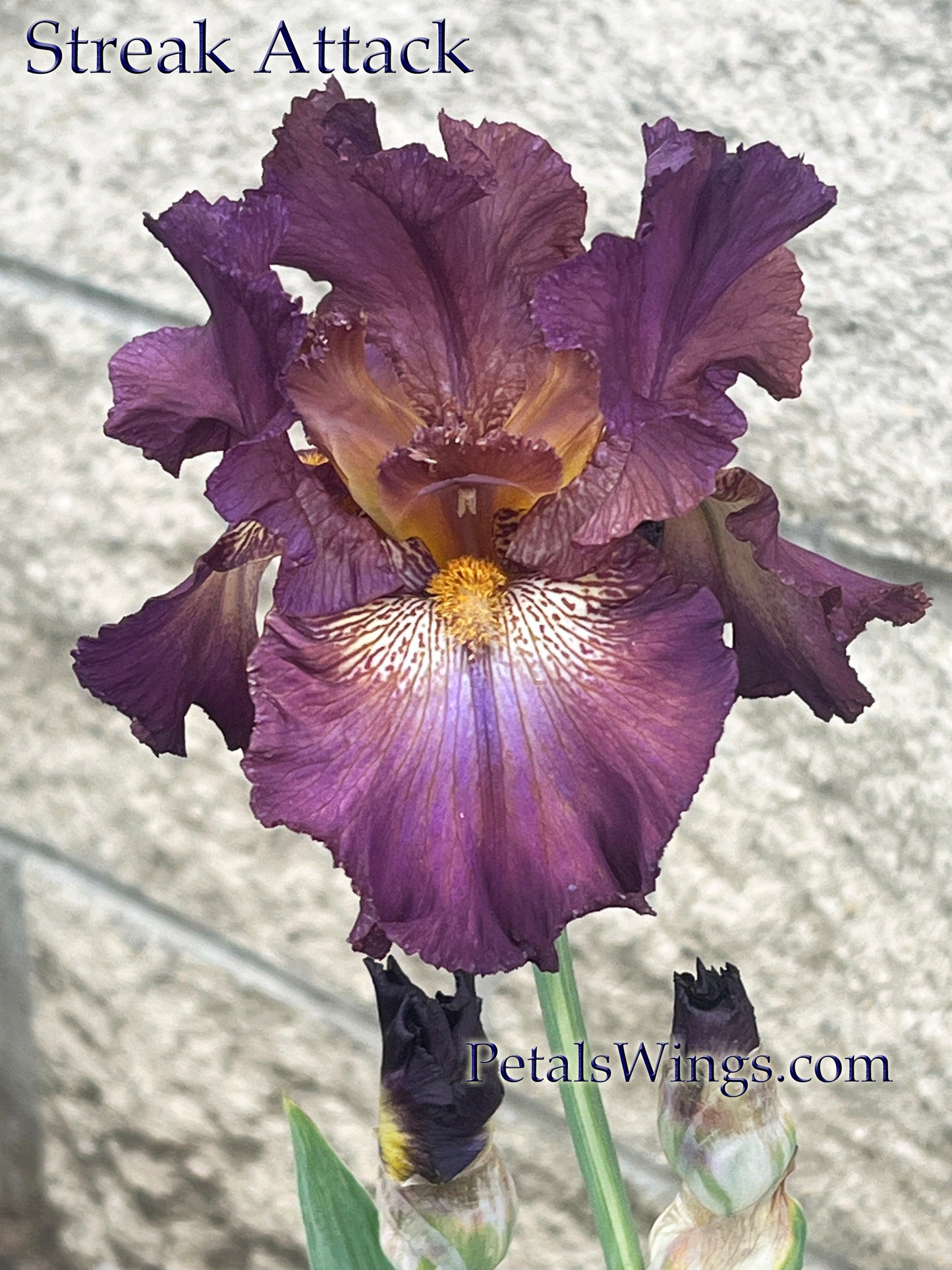 STREAK ATTACK - 2022 - TB - Fragrant