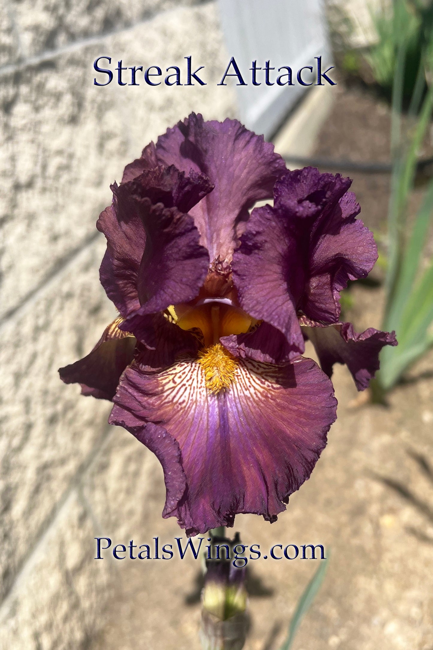 STREAK ATTACK - 2022 - TB - Fragrant