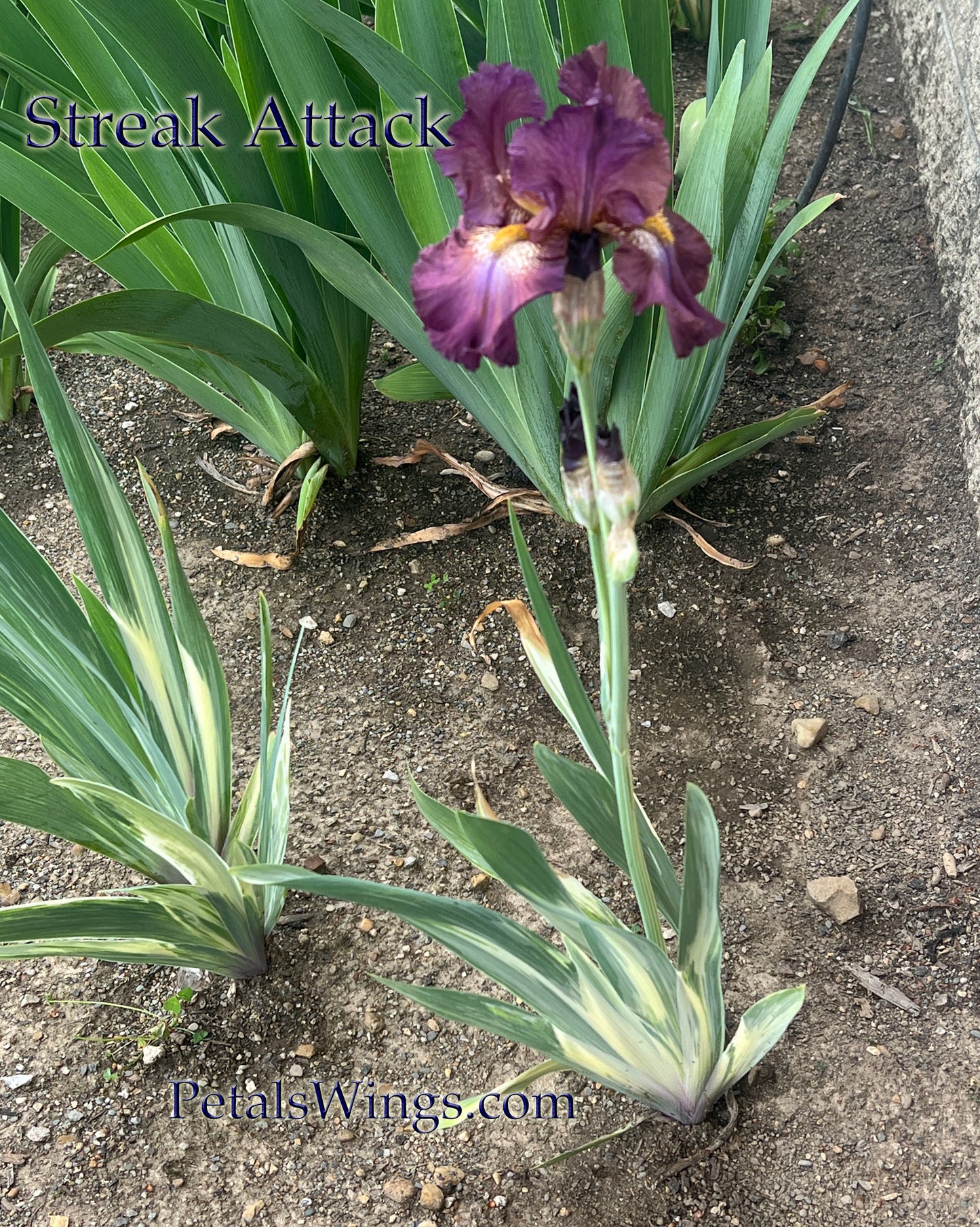 STREAK ATTACK - 2022 - TB - Fragrant