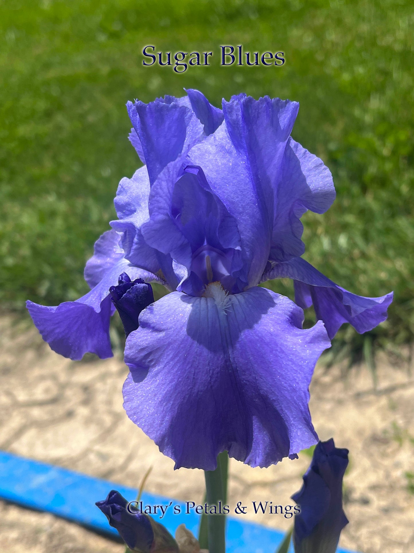 SUGAR BLUES - 1985 - TB - Reblooming & Fragrant