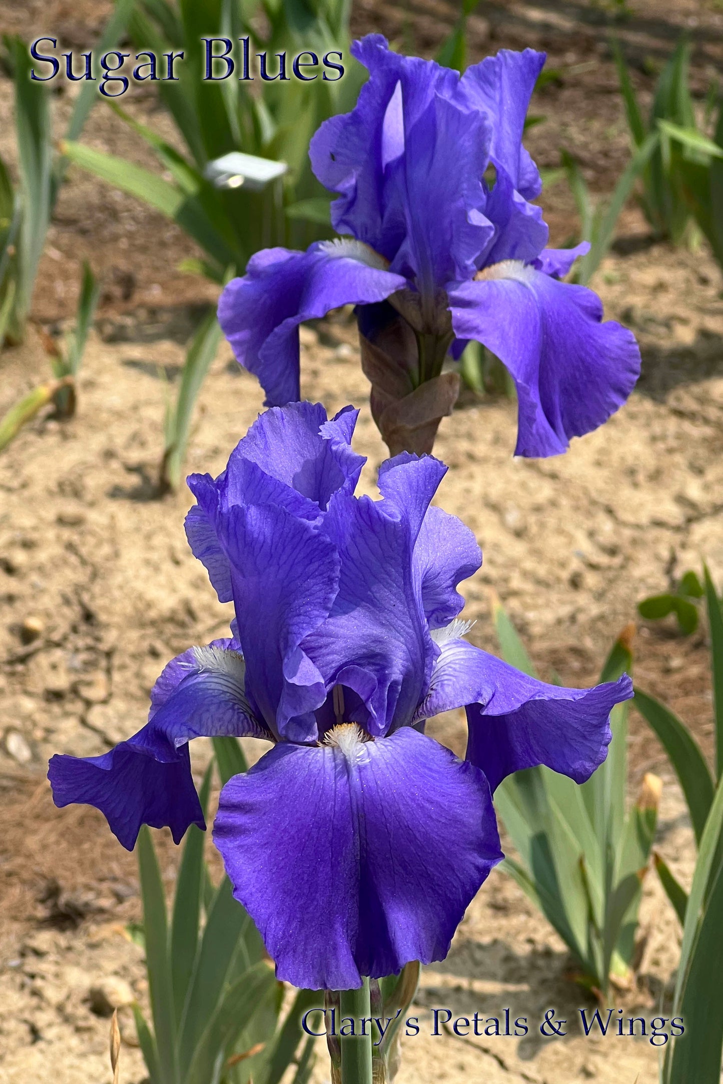 SUGAR BLUES - 1985 - TB - Reblooming & Fragrant