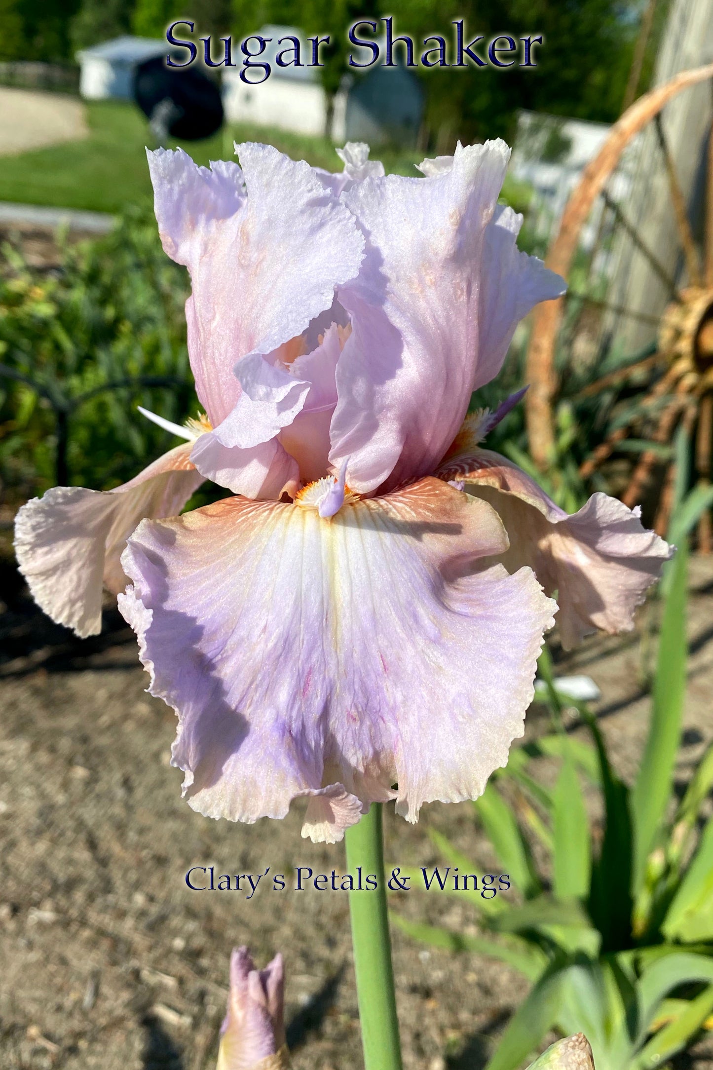 SUGAR SHAKER - 2013 - TB - Fragrant