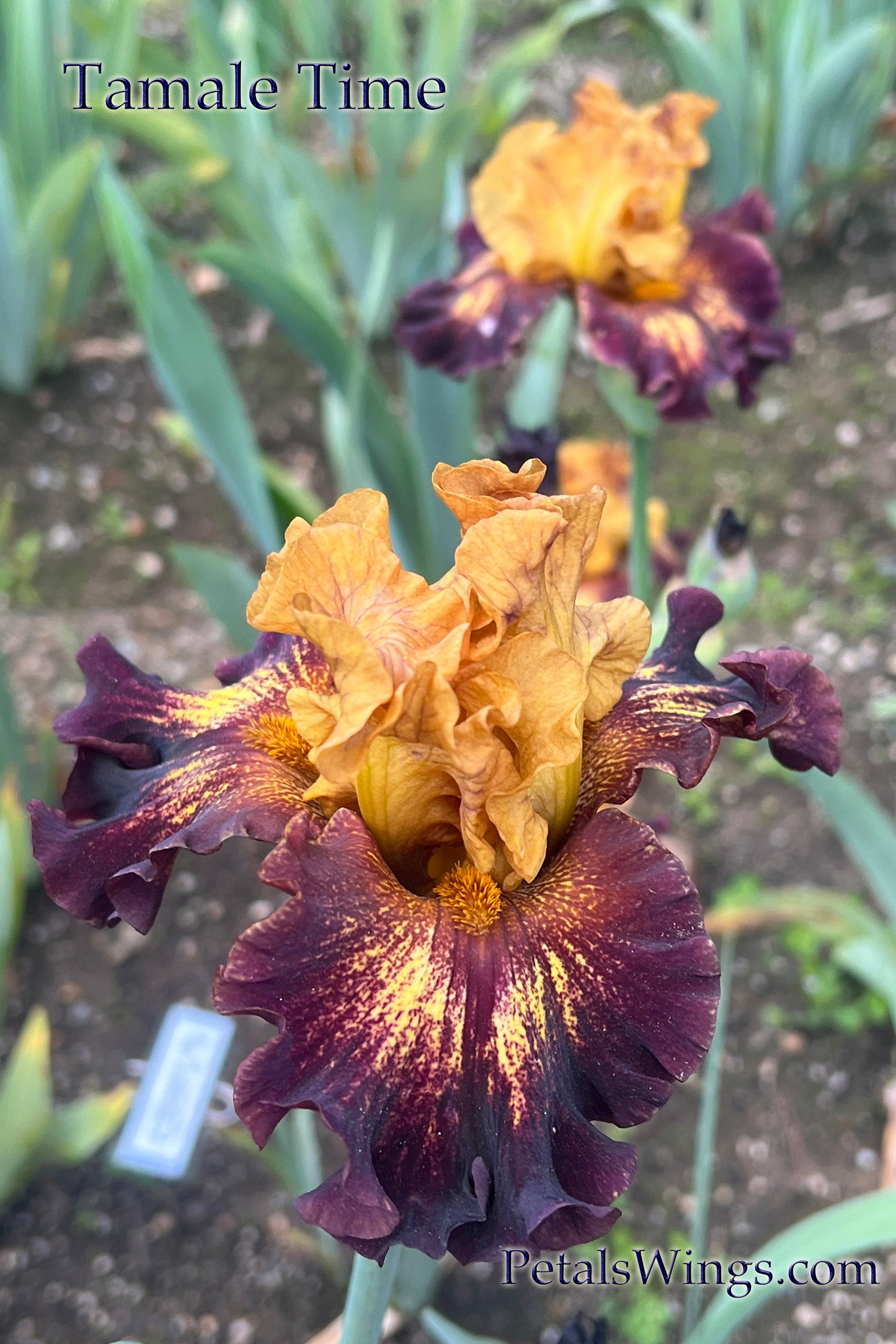 TAMALE TIME - 2020 - TB