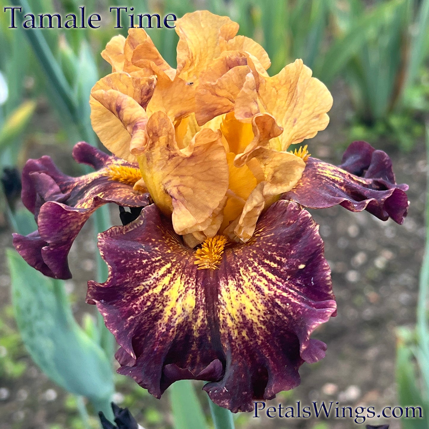 TAMALE TIME - 2020 - TB