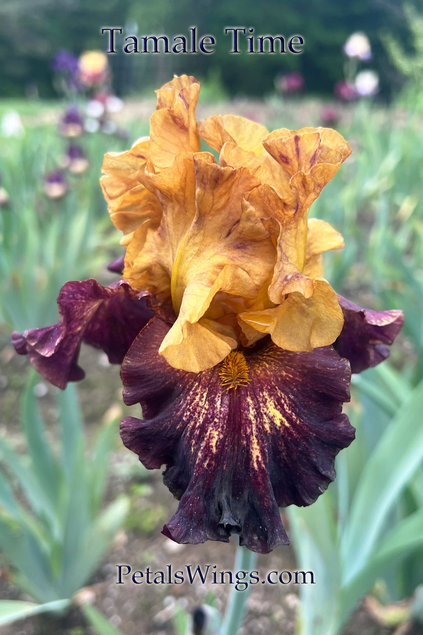 TAMALE TIME - 2020 - TB