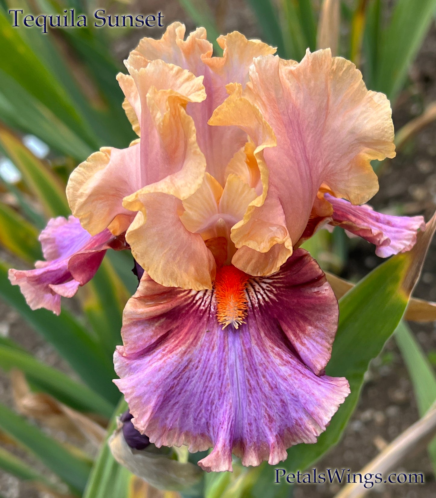 TEQUILA SUNSET - 2021 - TB - Fragrant