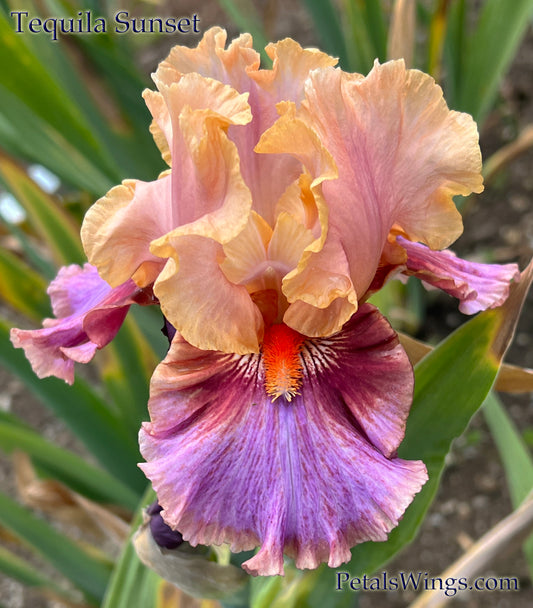 TEQUILA SUNSET - 2021 - TB - Fragrant