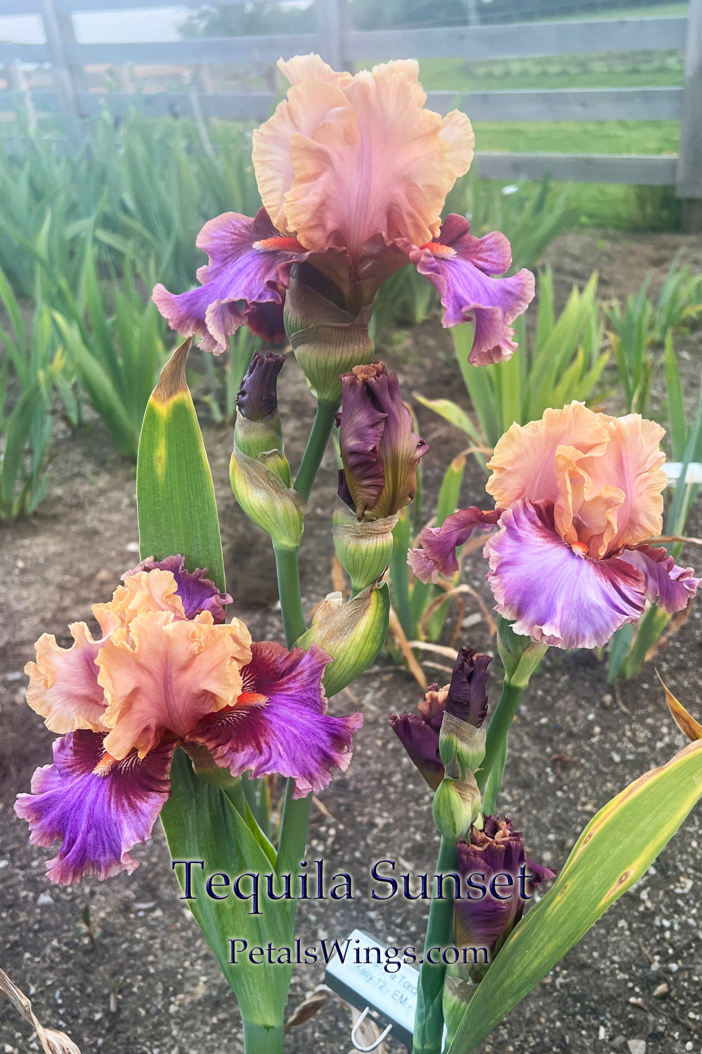 TEQUILA SUNSET - 2021 - TB - Fragrant