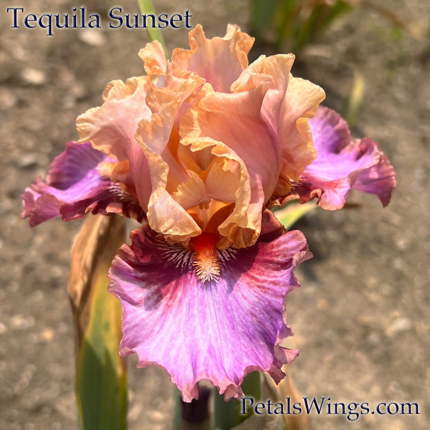 TEQUILA SUNSET - 2021 - TB - Fragrant