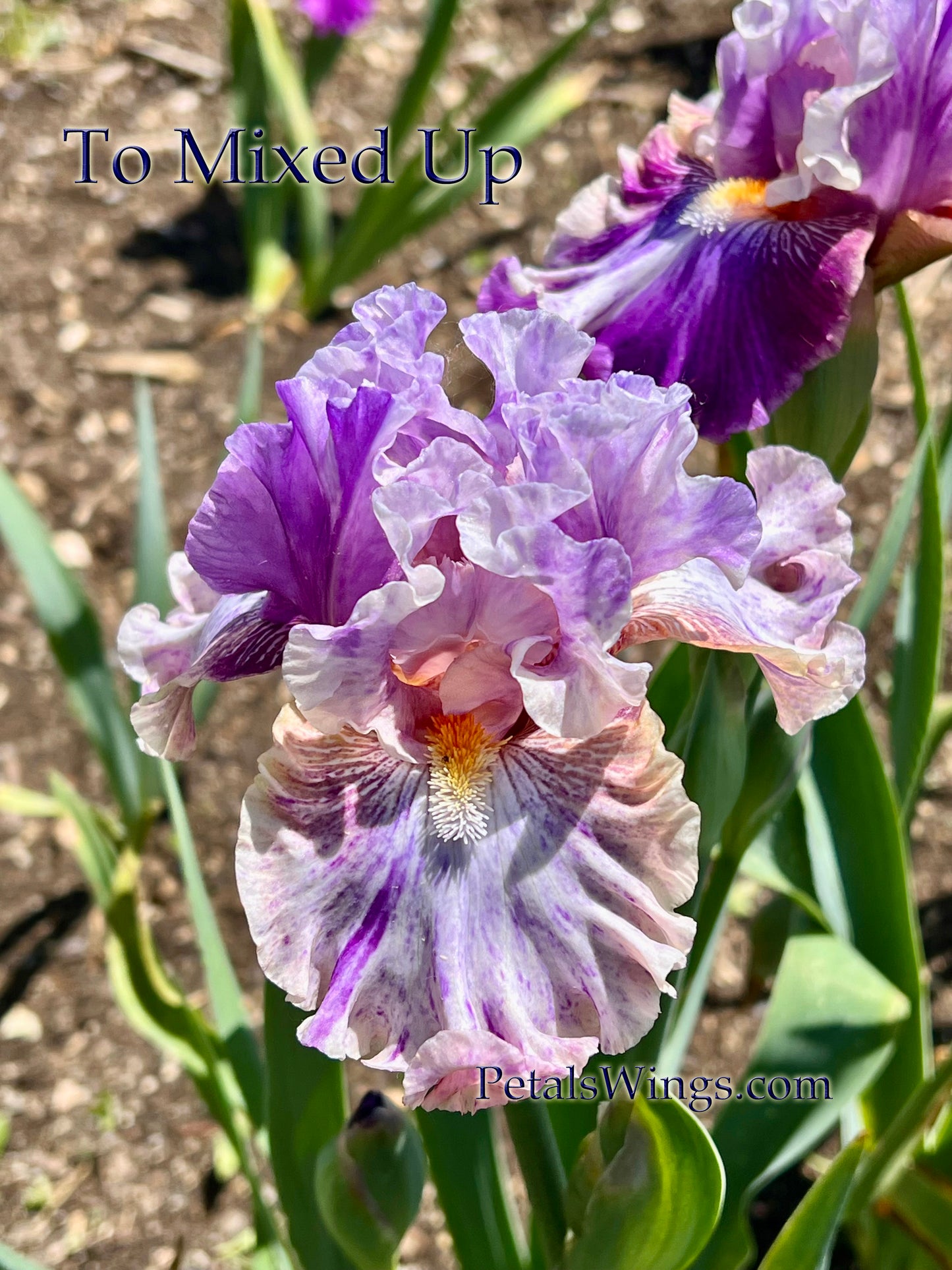 TOO MIXED UP - 2022 - TB - Fragrant