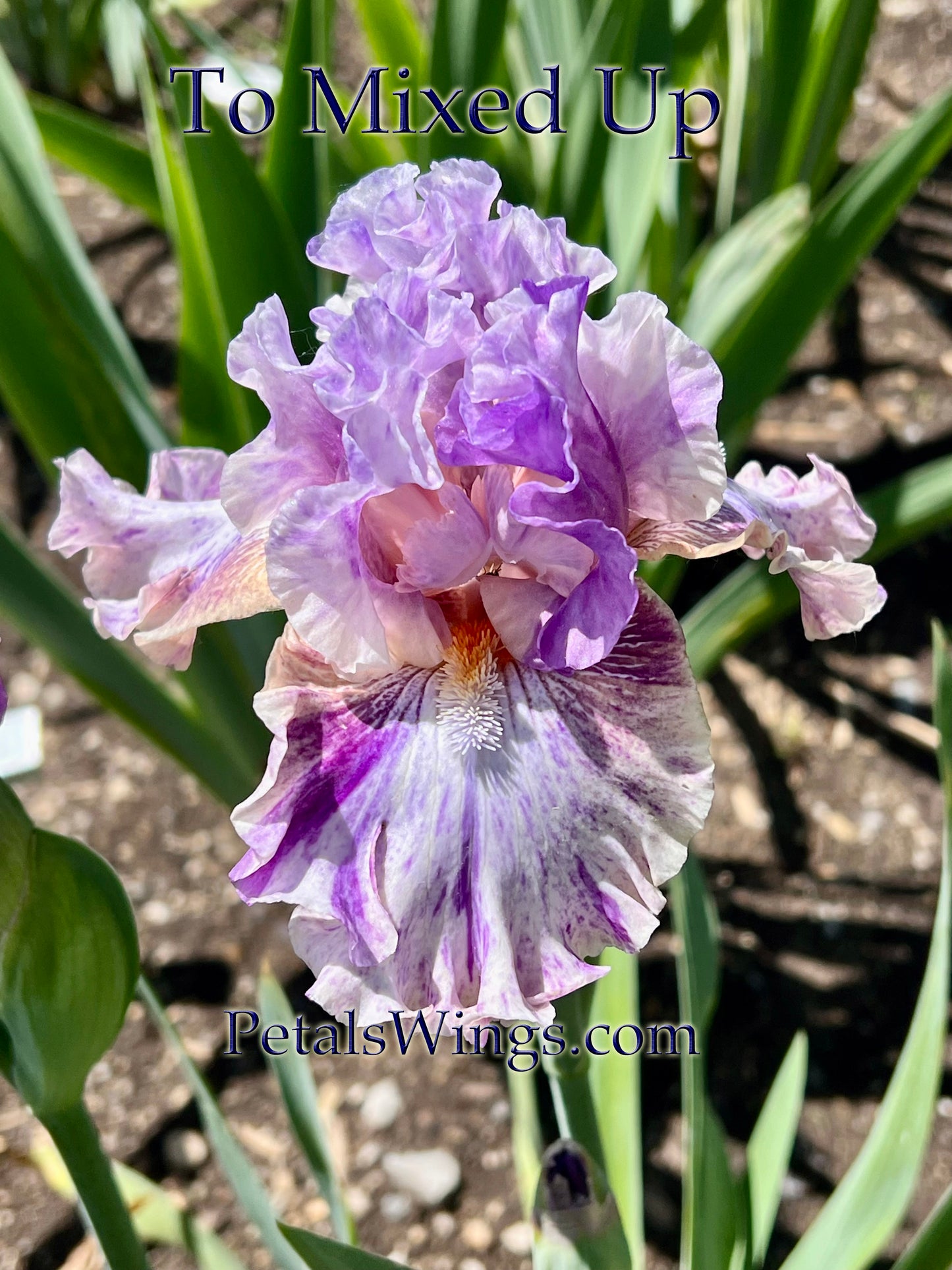 TOO MIXED UP - 2022 - TB - Fragrant