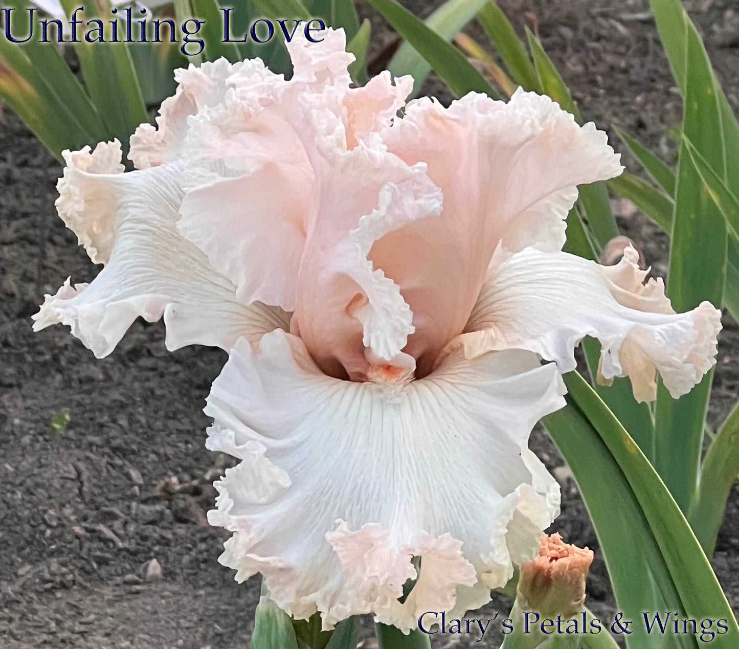 UNFAILING LOVE - 2021 - TB - Fragrant