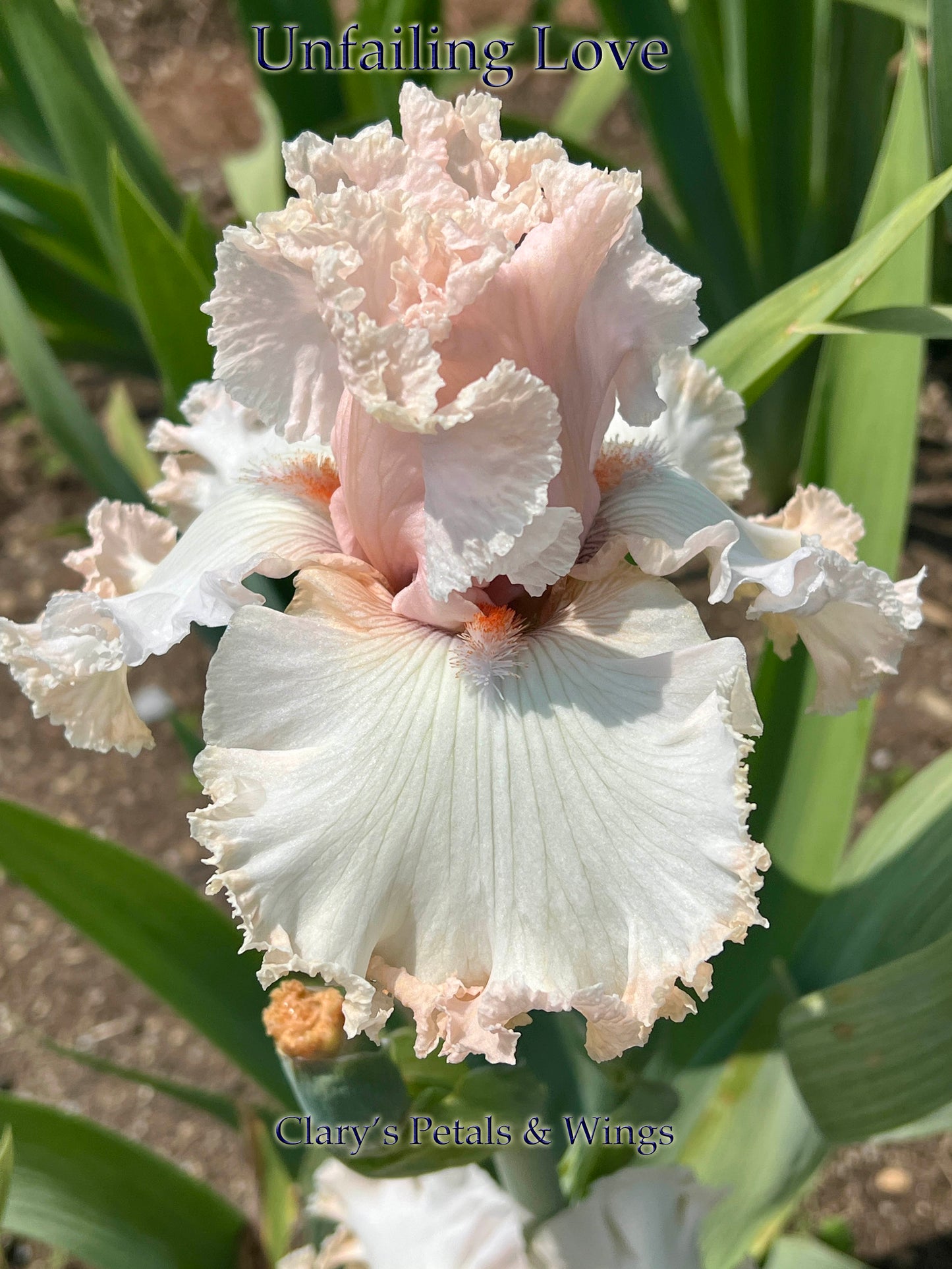 UNFAILING LOVE - 2021 - TB - Fragrant