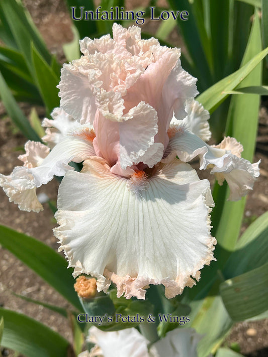 UNFAILING LOVE - 2021 - TB - Fragrant