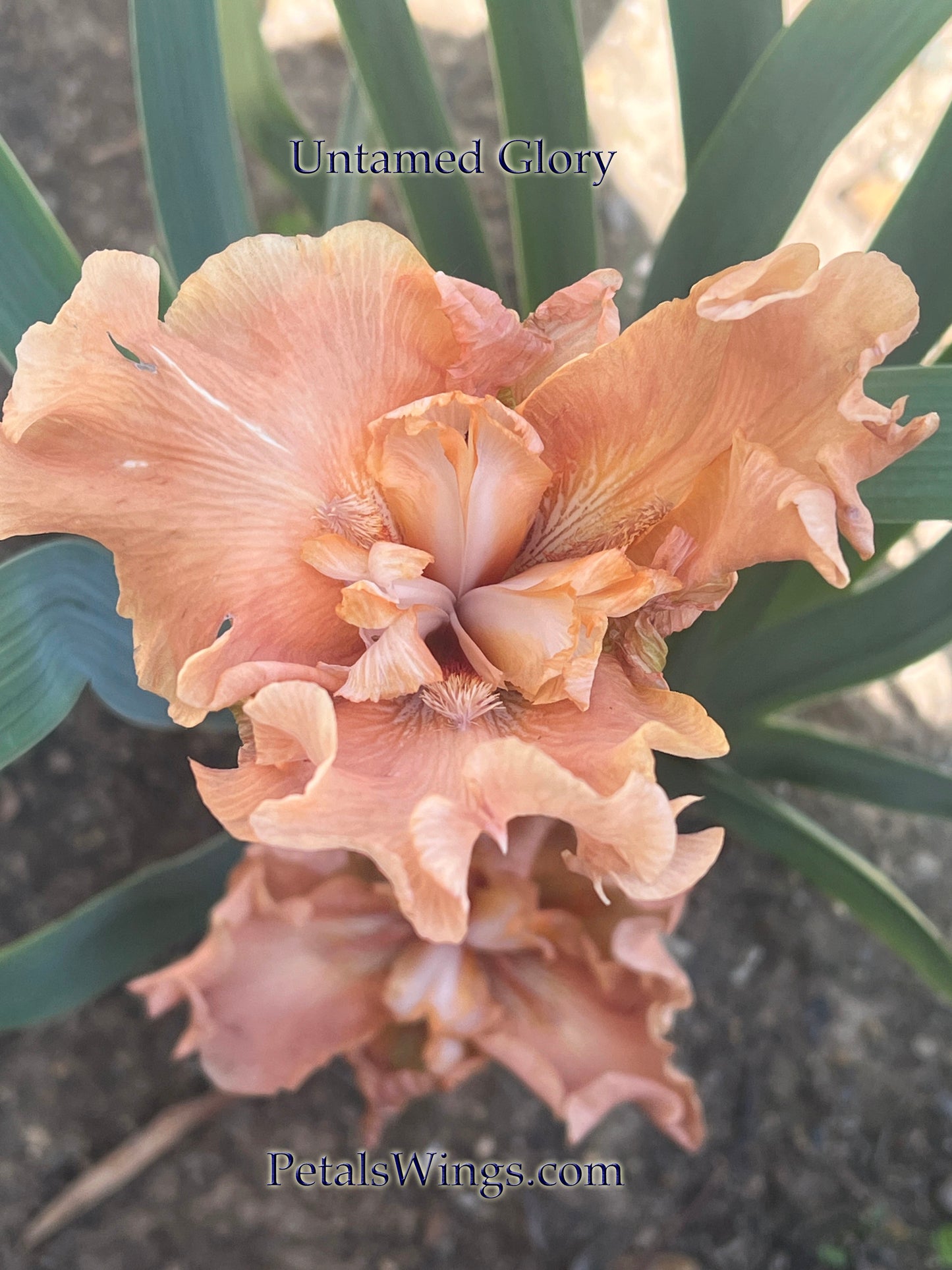 UNTAMED GLORY - 2021 - TB - Fragrant