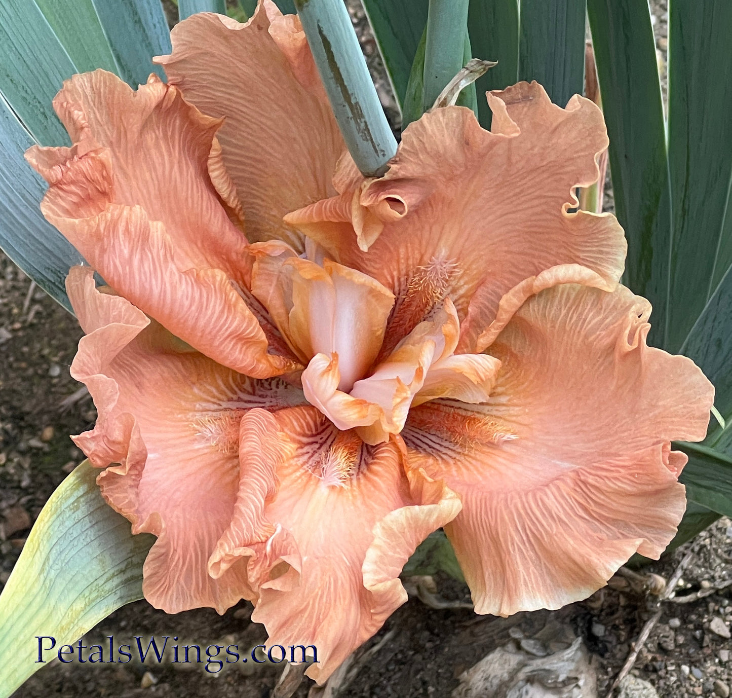 UNTAMED GLORY - 2021 - TB - Fragrant