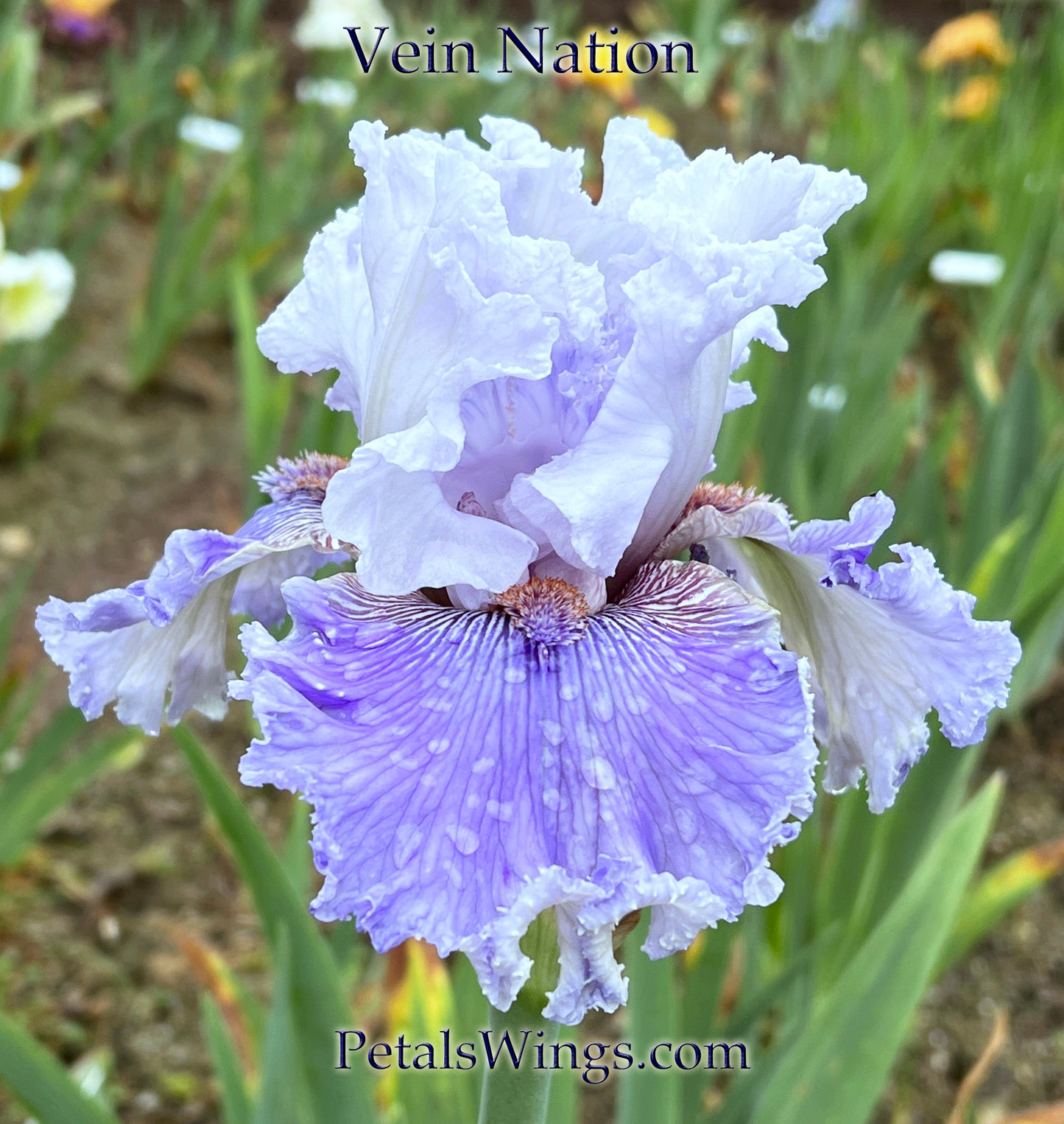 VEIN NATION - 2020 - TB - Fragrant