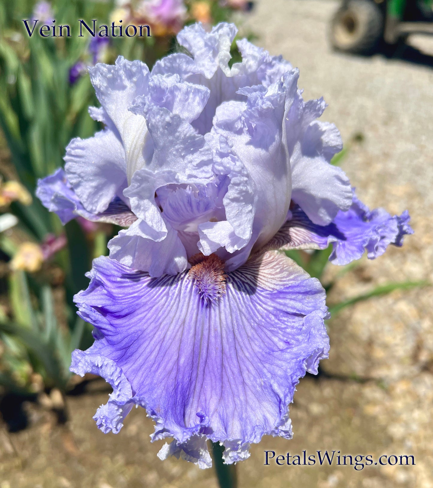 VEIN NATION - 2020 - TB - Fragrant