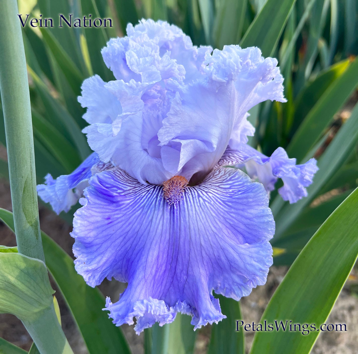 VEIN NATION - 2020 - TB - Fragrant