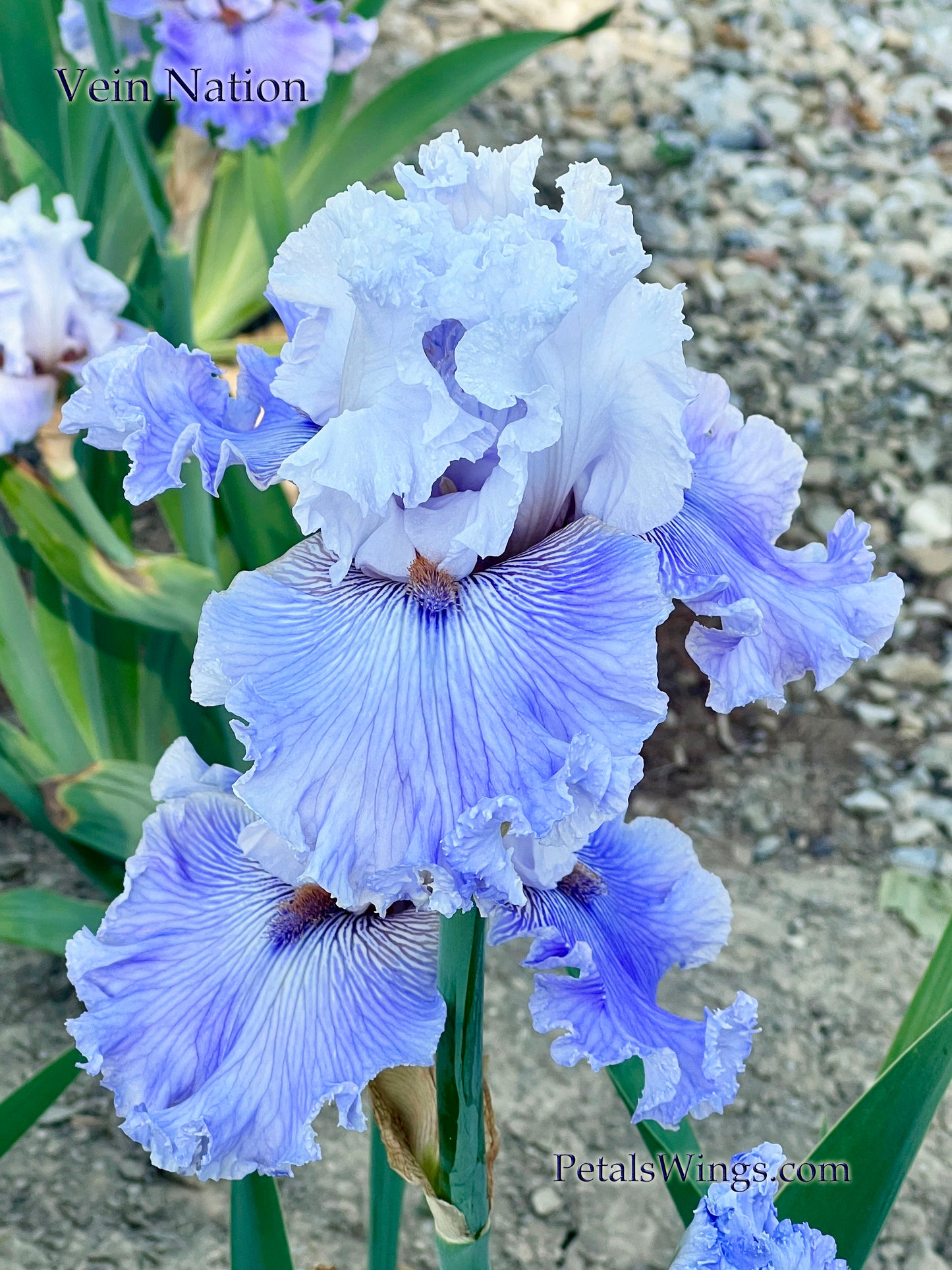 VEIN NATION - 2020 - TB - Fragrant